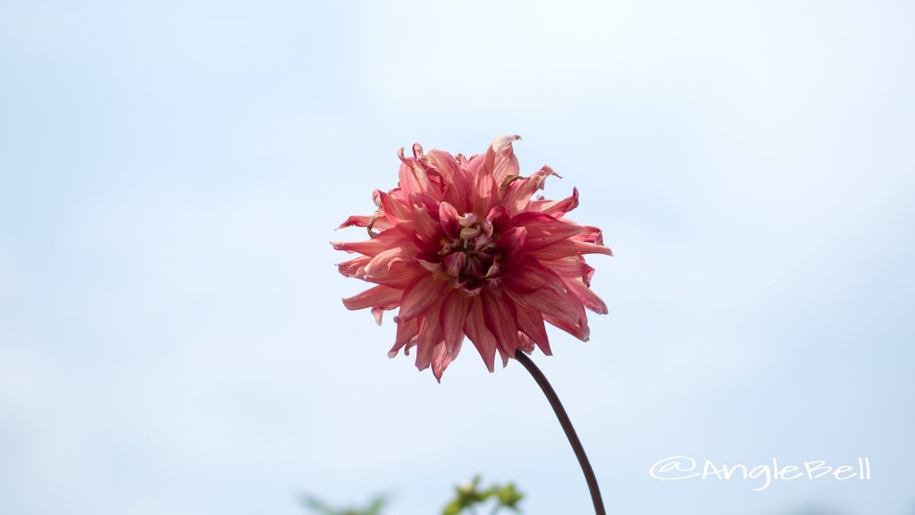 大恋愛 (ダリア) Flower Photo1