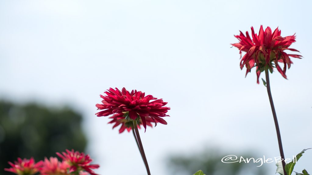 熱唱 (ダリア) Flower Photo1