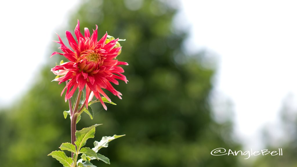 クララヒューストン (ダリア) Flower Photo1