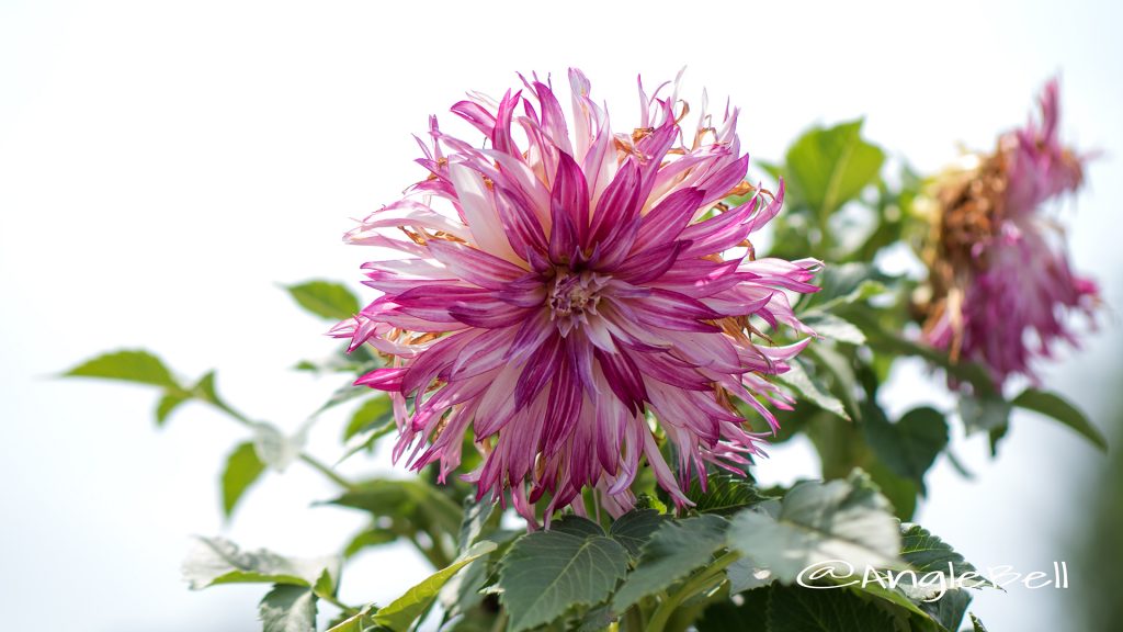 ウェディングマーチ (ダリア) Flower Photo1