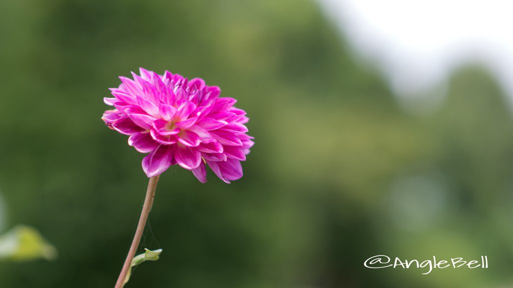 イエスタデー (ダリア) Flower Photo1