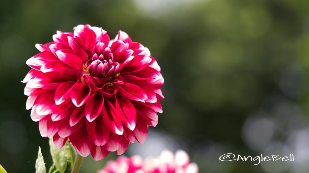 タンピコ (ダリア) Flower Photo1