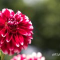 タンピコ (ダリア) Flower Photo1