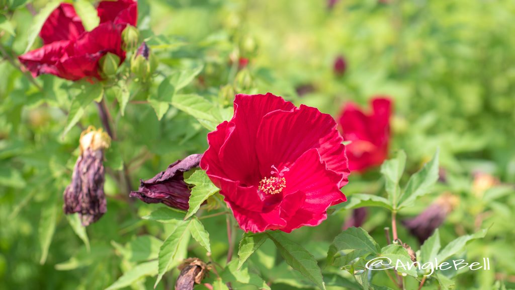 タイタンビカス-バルカン Flower Photo1