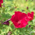 タイタンビカス-バルカン Flower Photo1