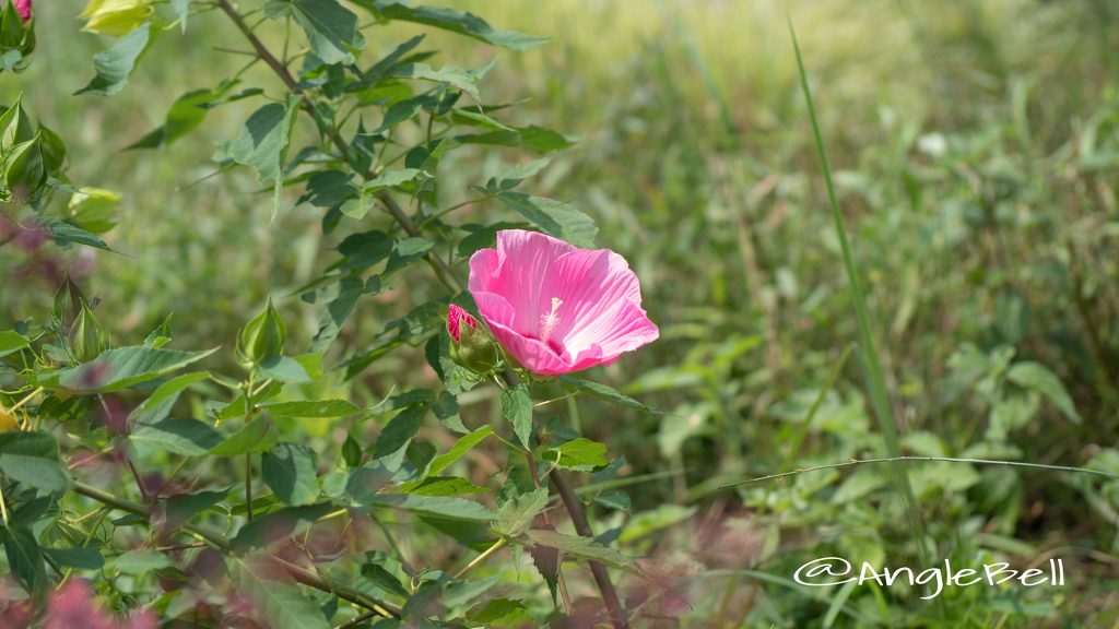 タイタンビカス-アフロディーテ Flower Photo1