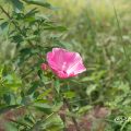 タイタンビカス-アフロディーテ Flower Photo1