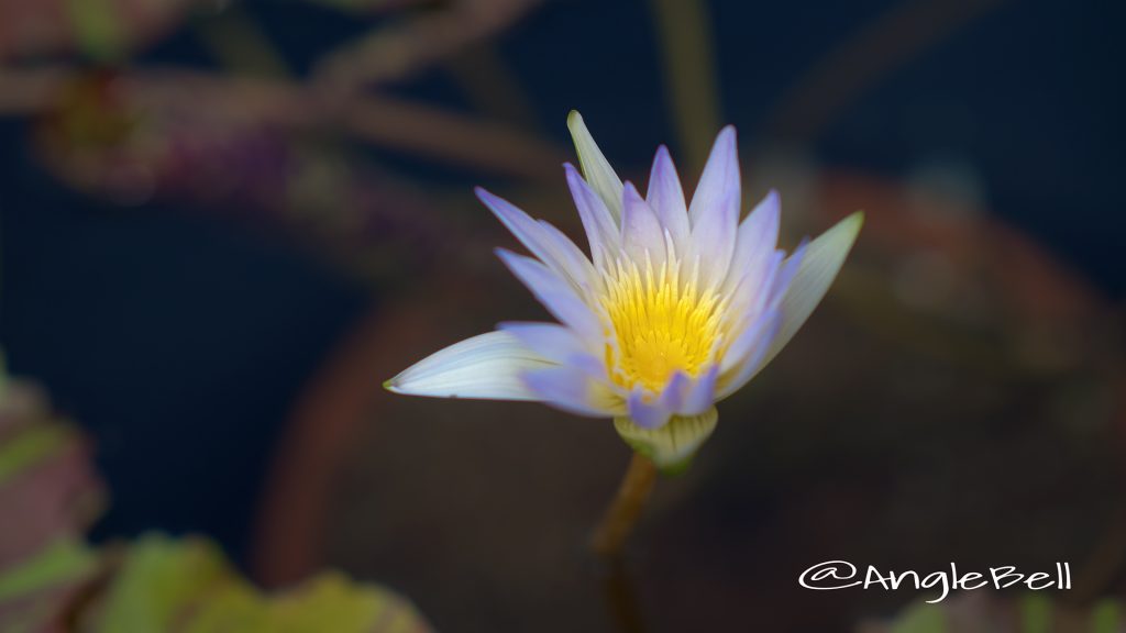 オーバージョイド (スイレン) Flower Photo1