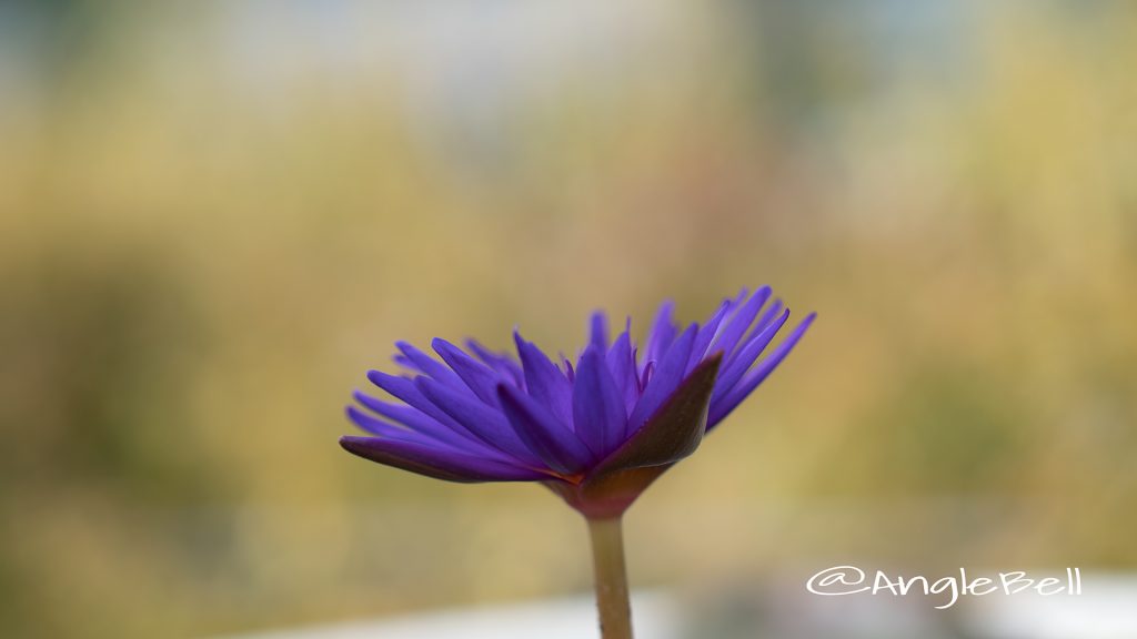 タンザナイト (スイレン) Flower Photo1