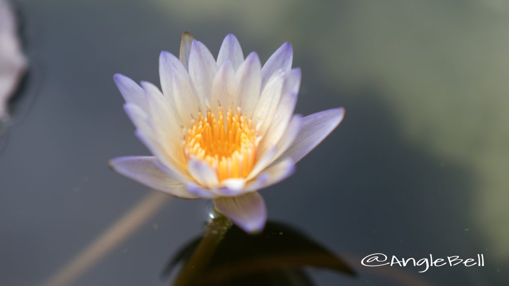 グリーンスモーク (スイレン) Flower Photo1