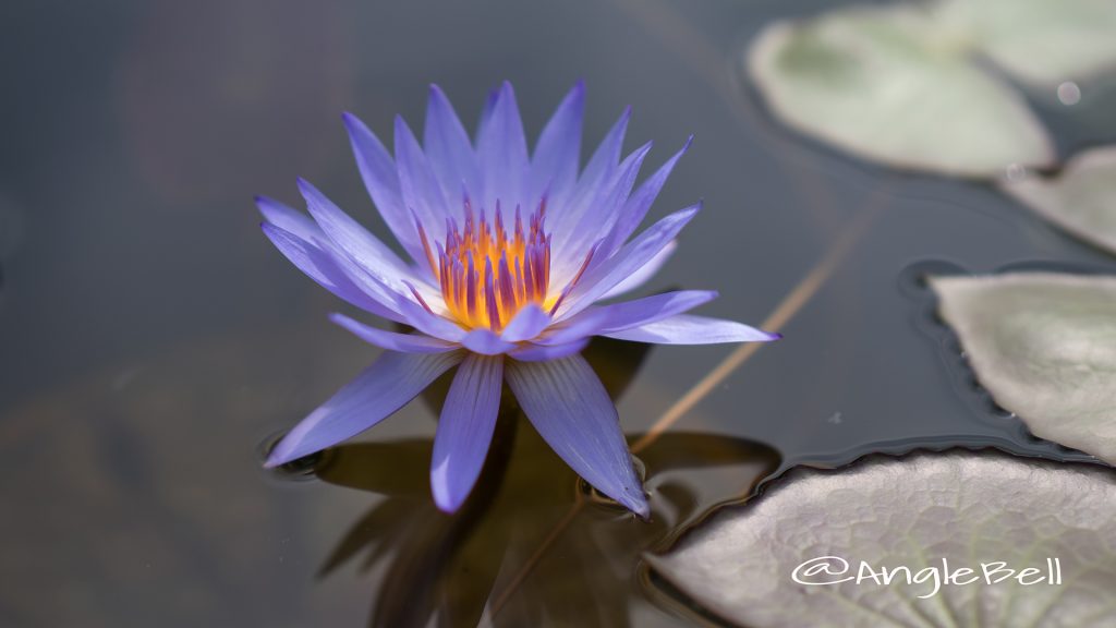 エクスカリバー (スイレン) Flower Photo1