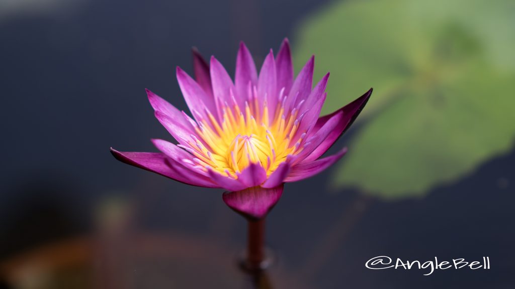 マミヤオ (スイレン) Flower Photo1