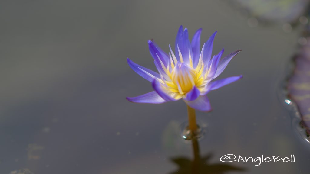 スターオブサイアム (スイレン) Flower Photo1