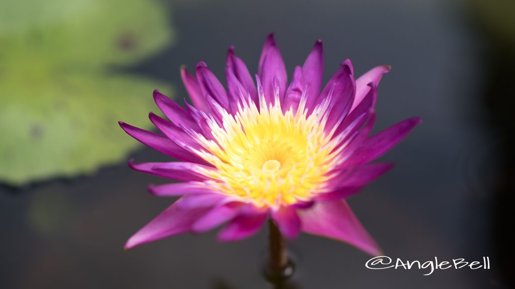 チャーリーズプライド (スイレン) Flower Photo1