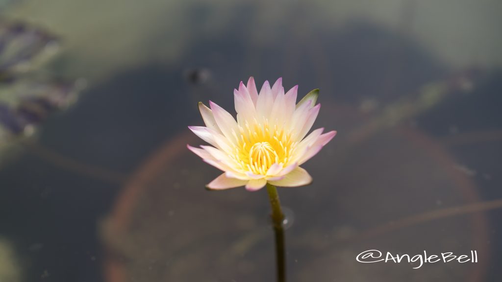バーバラバーネット (スイレン) Flower Photo1