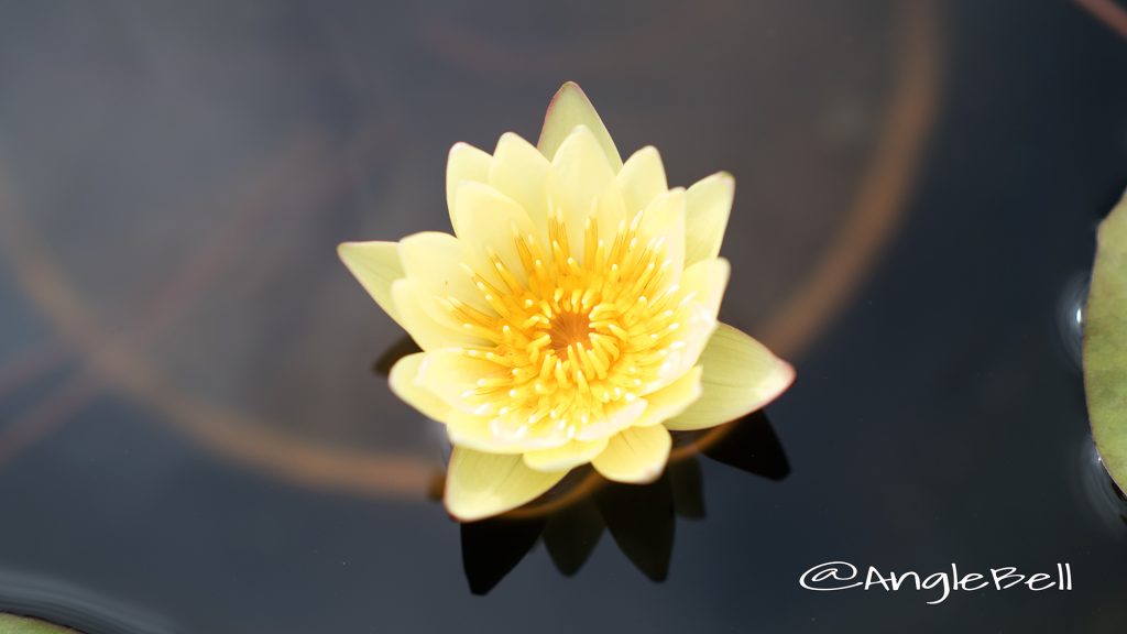 カラーズソンシャイン (スイレン) Flower Photo1