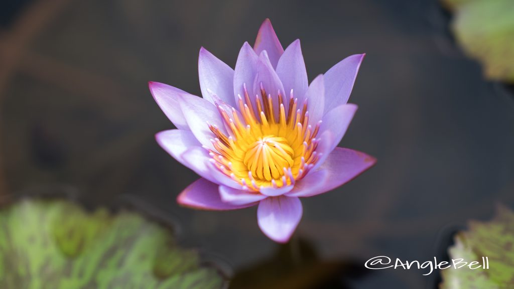 キーラルゴ (スイレン) Flower Photo1