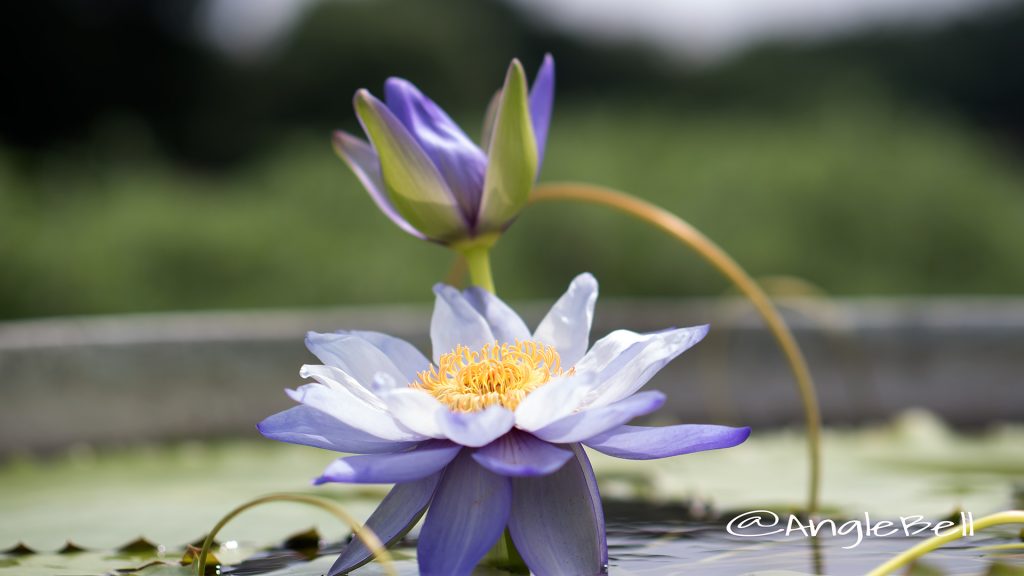 キソサンセン ブルーアイズ (スイレン) Flower Photo1