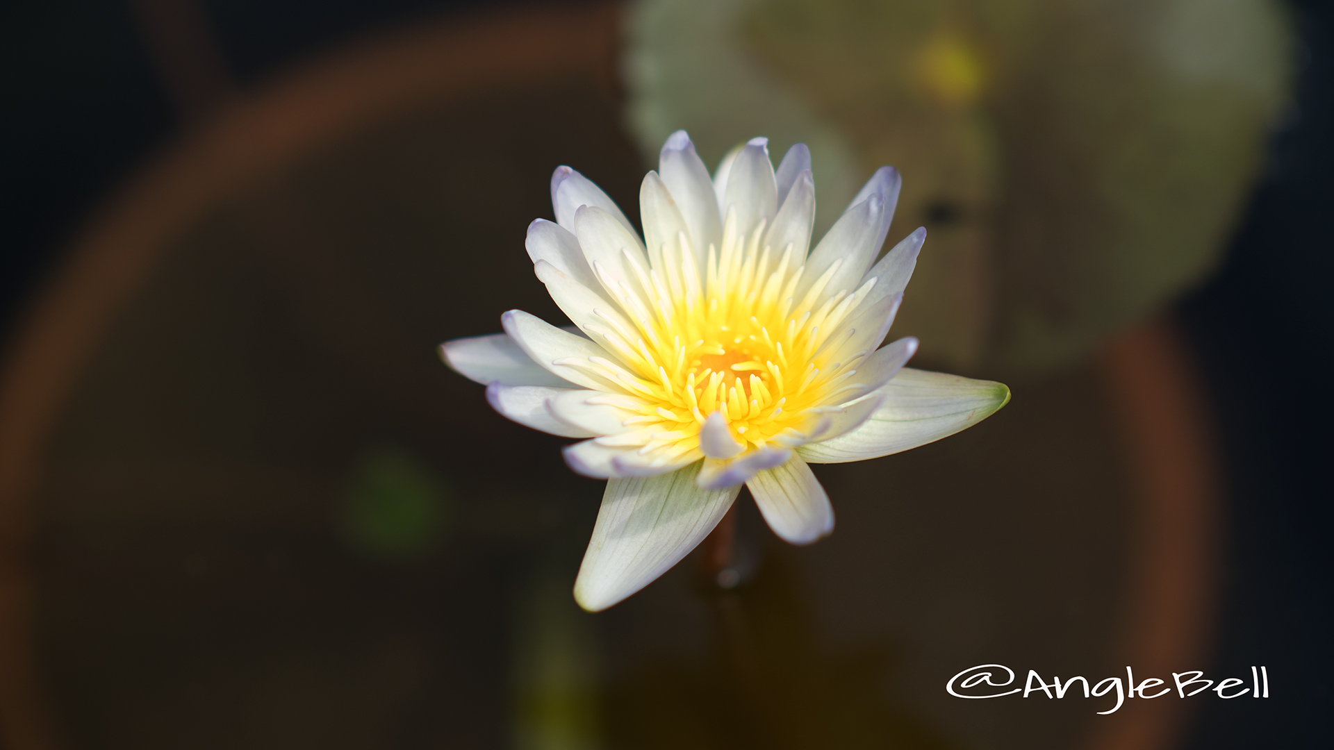 花の饗宴（花好き爺さんの睡蓮カタログ） : Tokuzeのメダカ飼育
