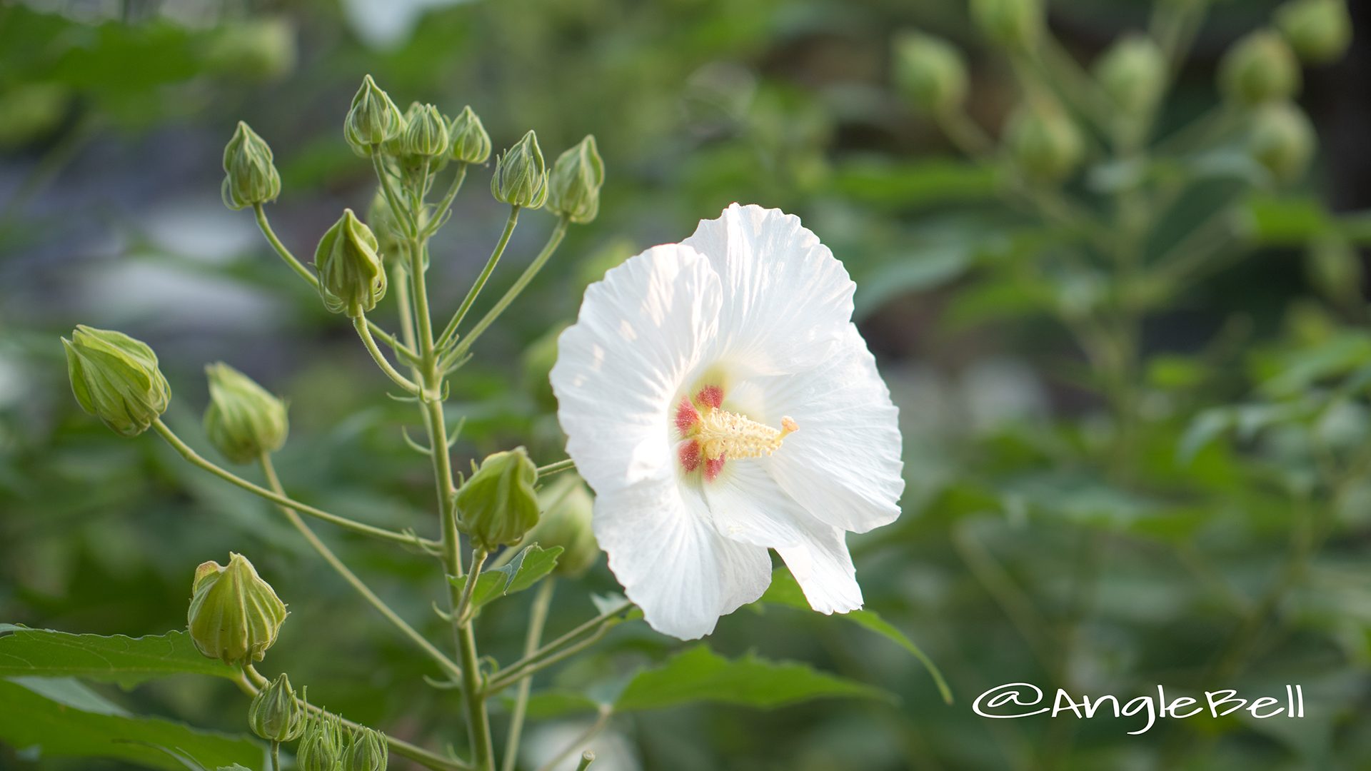 スイフヨウ 酔芙蓉