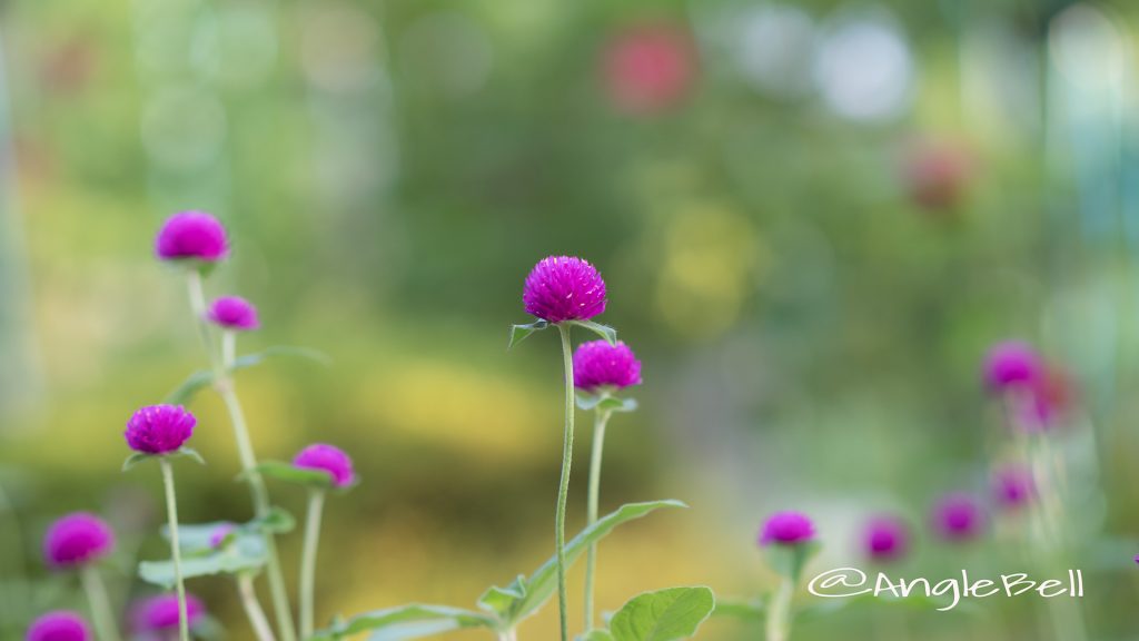 センニチコウ 千日紅 Flower Photo1