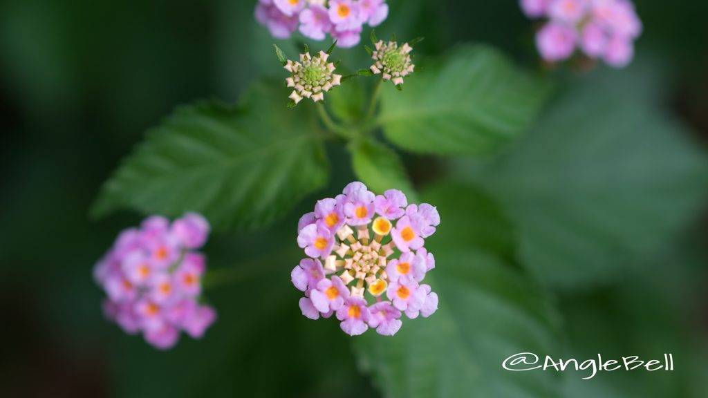 ランタナ Flower Photo1