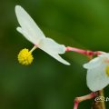 シュウカイドウ autumn Flower Photo3