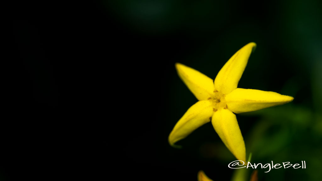 コンロンカ 崑崙花