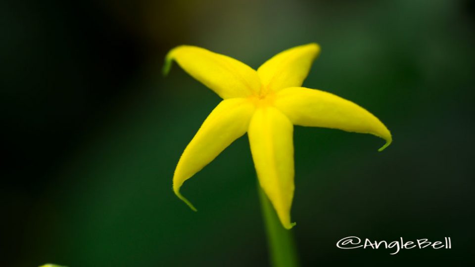 コンロンカ 崑崙花