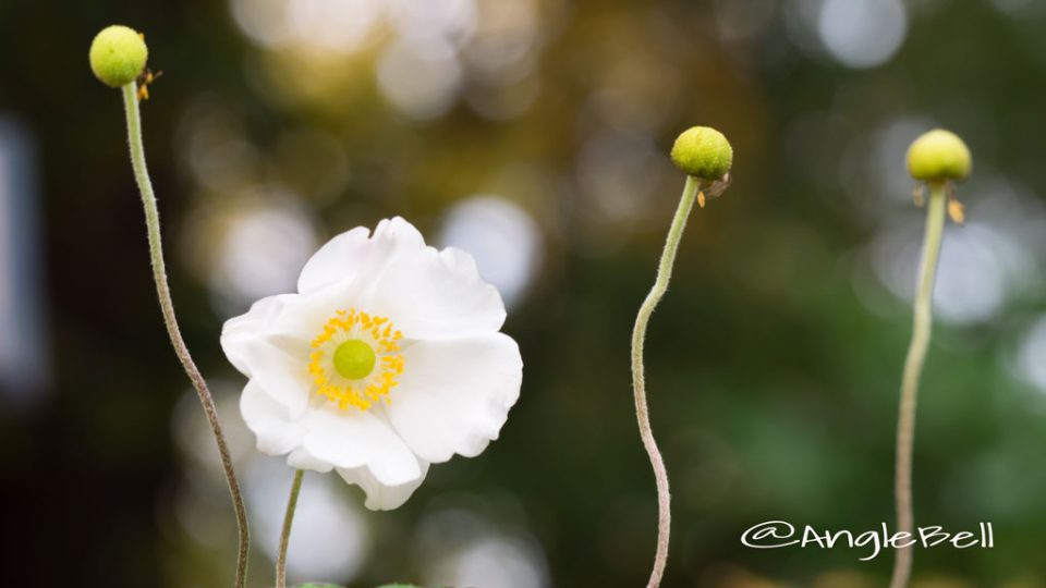シュウメイギク 秋明菊