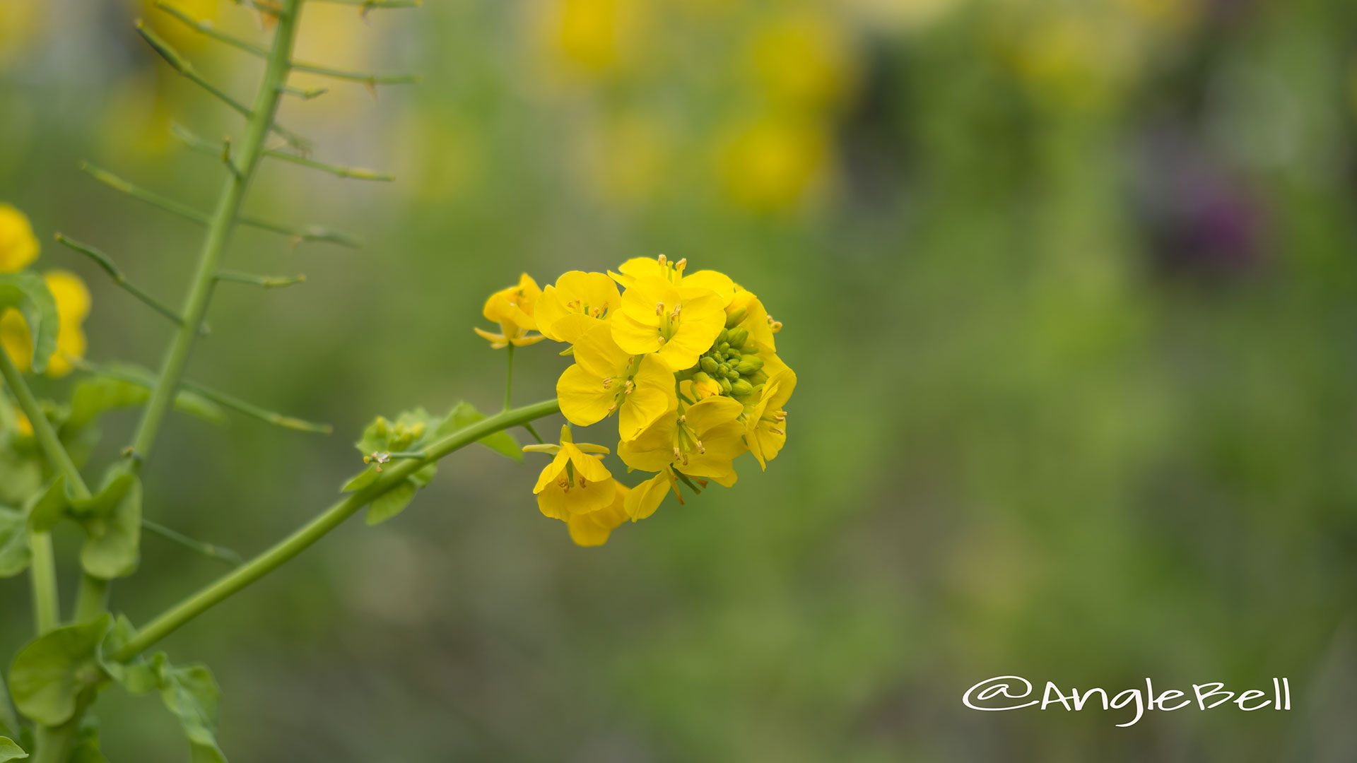 ナノハナ 菜の花