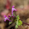 ホトケノザ 仏の座 Flower Photo3