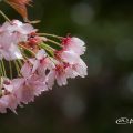 サクラ 桜 Flower Photo1
