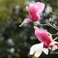 シモクレン 紫木蓮 Flower Photo1