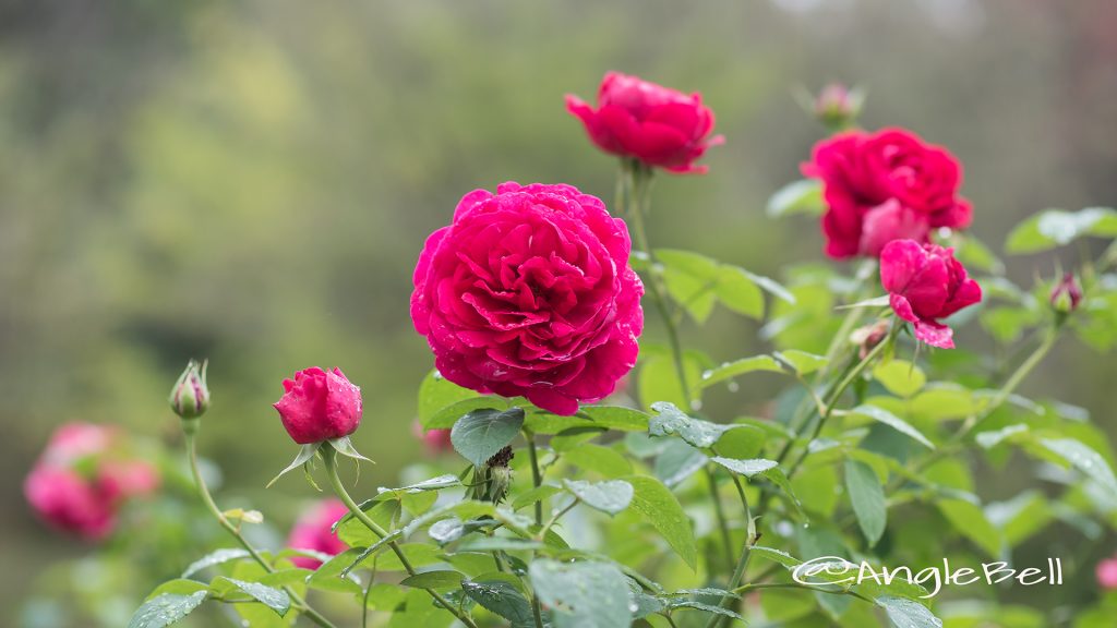 ブレスウェイトゥ (バラ) Flower Photo1