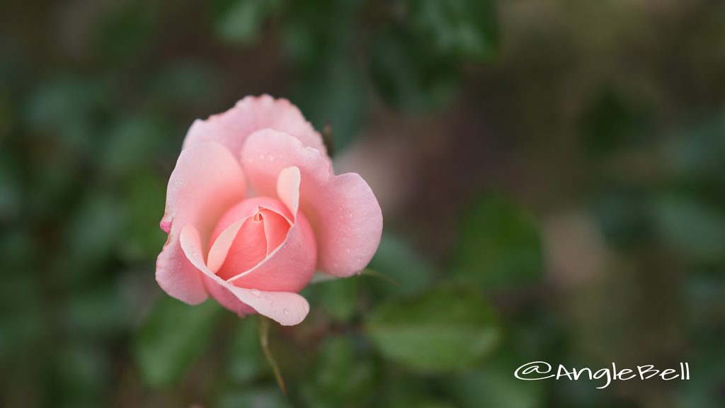 バレンタイン ハート (バラ) Flower Photo1