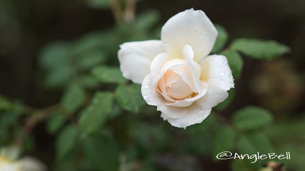クロッカス ローズ (バラ) Flower Photo1