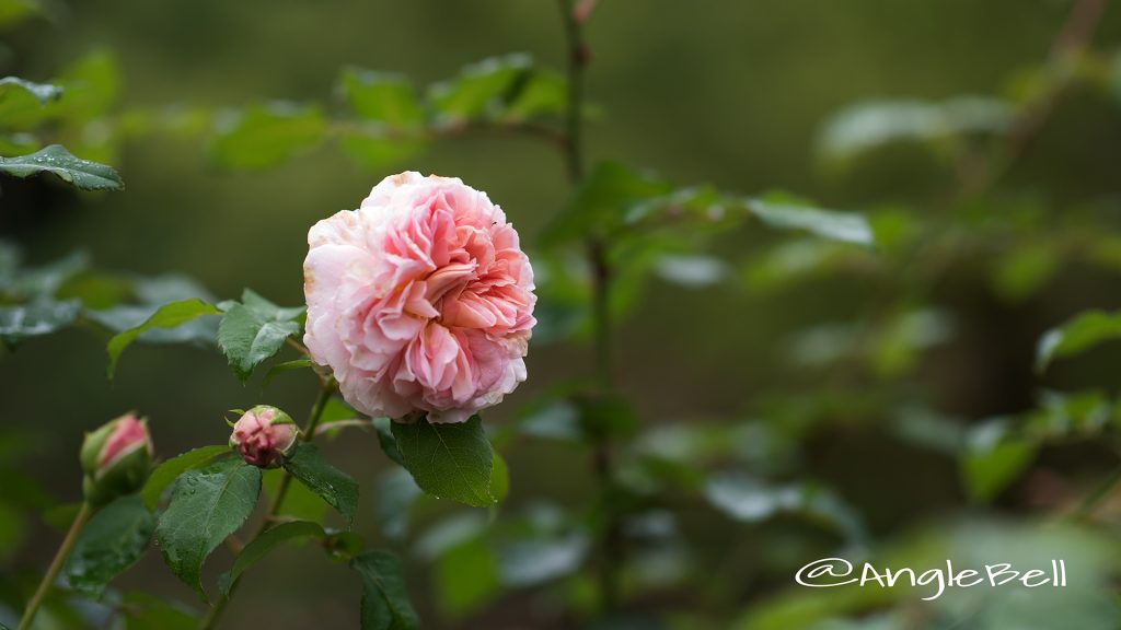 エマニュエル (バラ) Flower Photo1