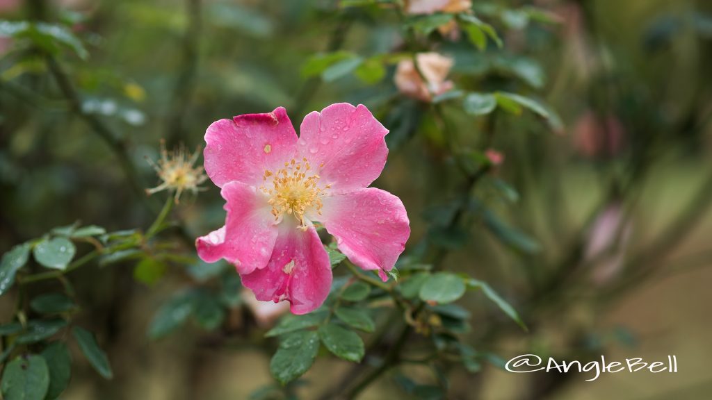 ダップル ドーン (バラ) Flower Photo1