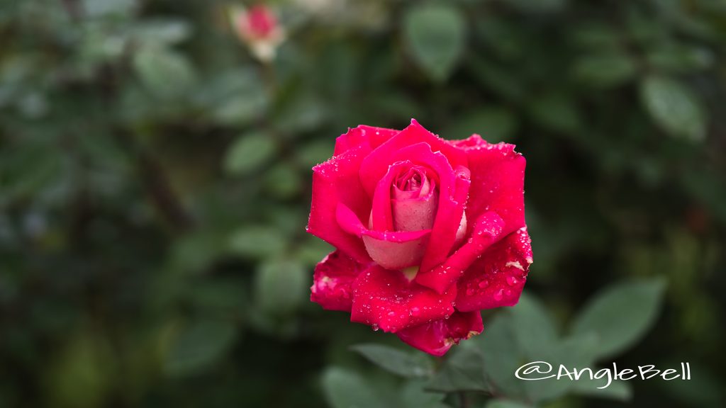 ラヴ (バラ) Flower Photo1