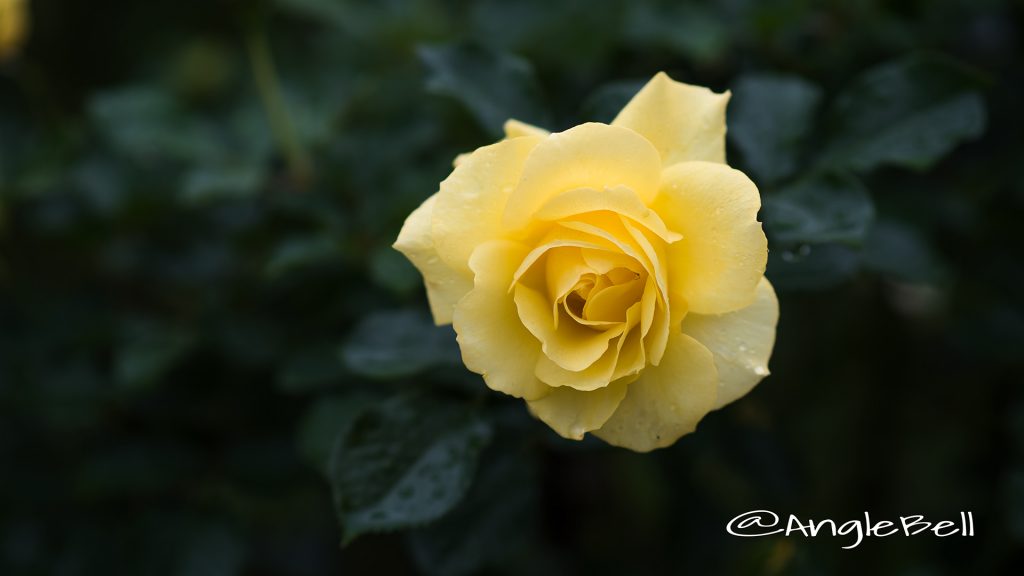 サン フレアー (バラ) Flower Photo1