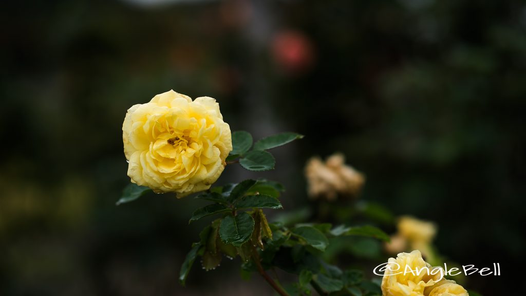ベル ロマンティカ (バラ) Flower Photo1