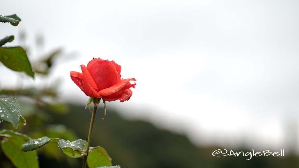 アラビアン ナイツ (バラ) Flower Photo1