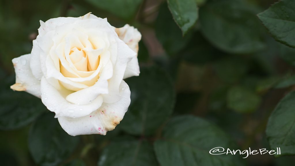 パスカリ (バラ) Flower Photo1