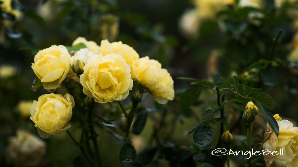 ゴールデン ボーダー (バラ) Flower Photo1