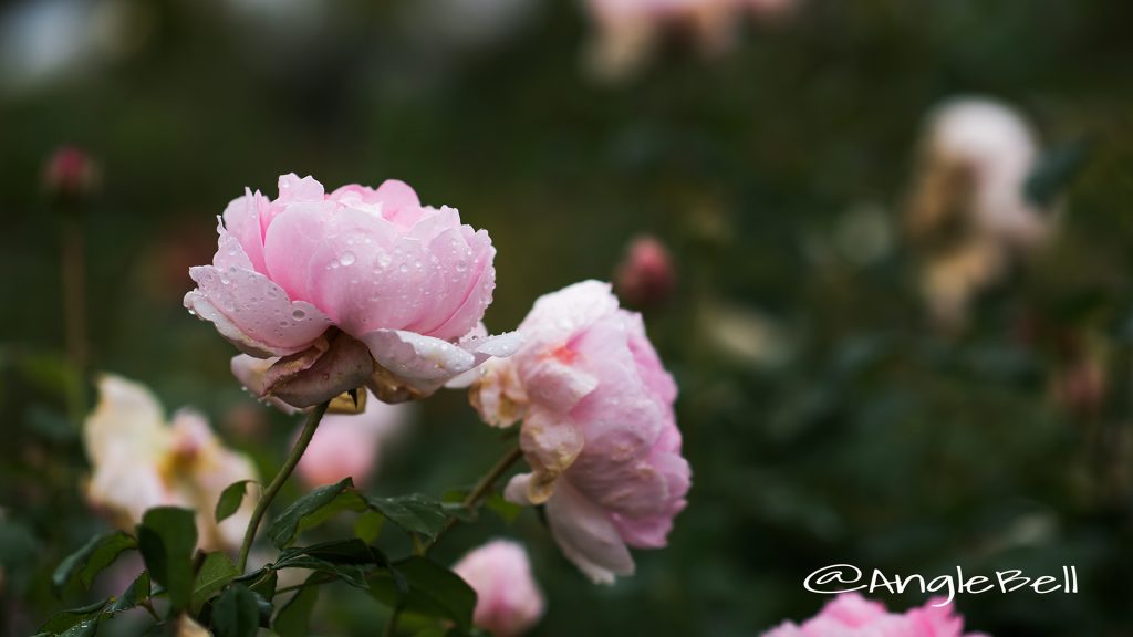 ワイフ オブ バス (バラ) Flower Photo1