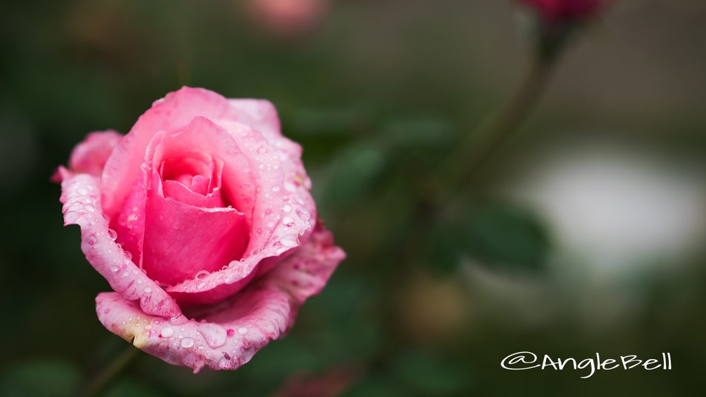 カリーナ (バラ) Flower Photo1