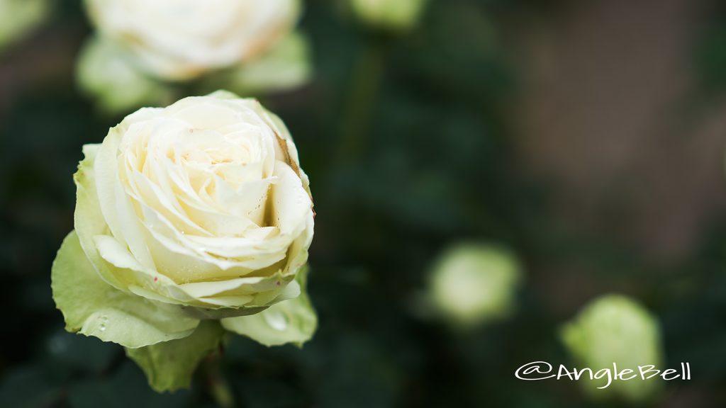 わかな (バラ) Flower Photo1