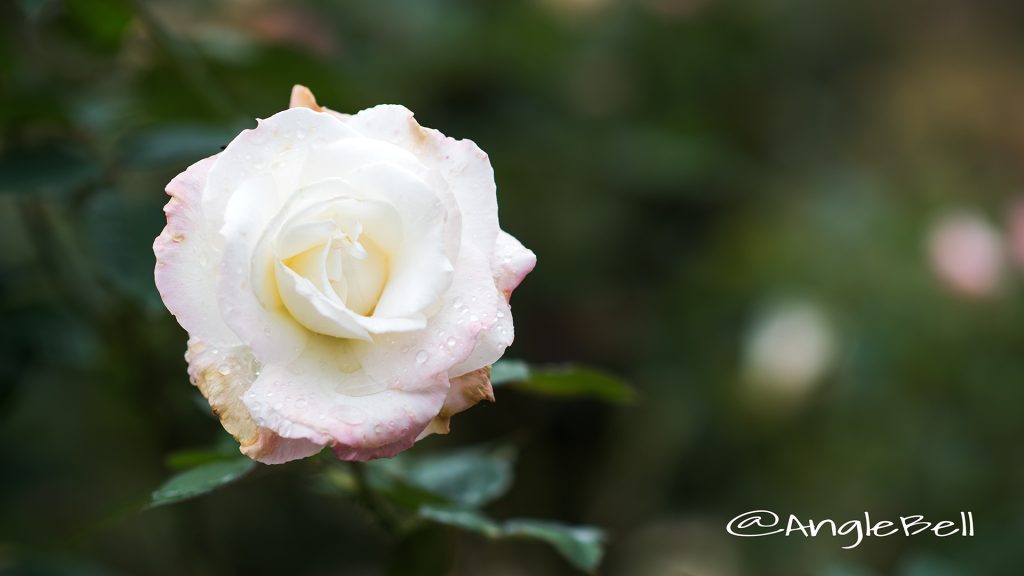 夕霧 (バラ) Flower Photo1