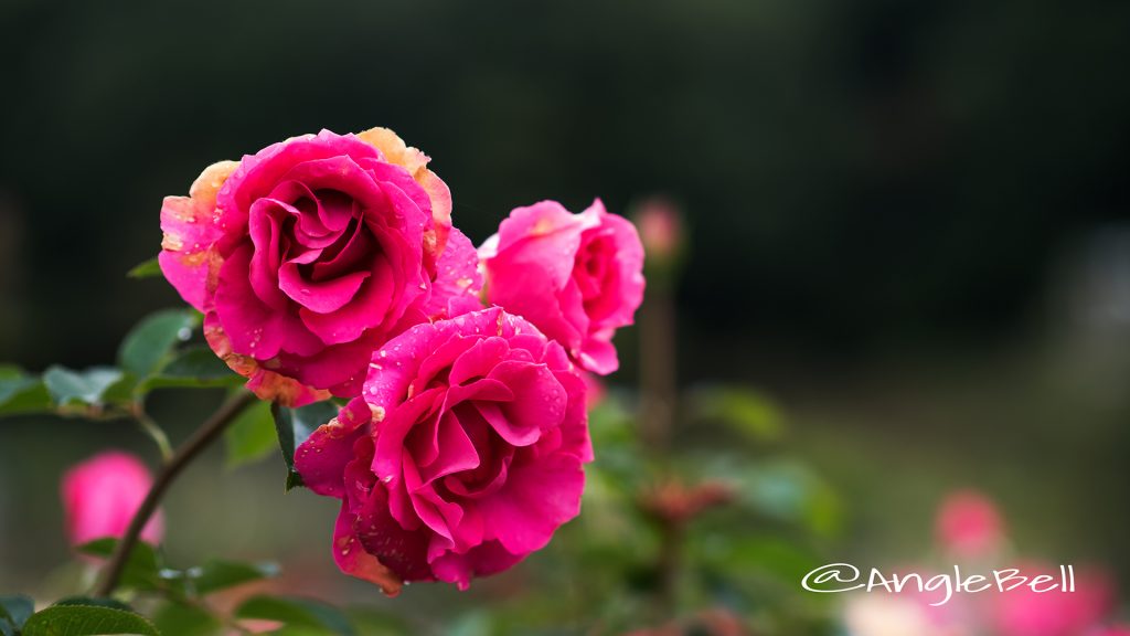 うらら (バラ) Flower Photo1